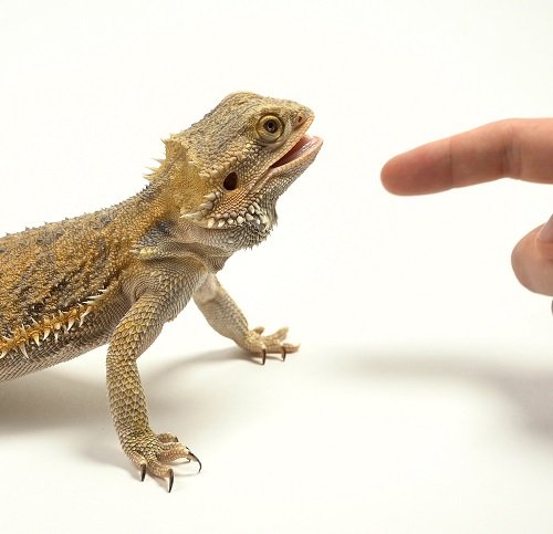 What to Do if Your Bearded Dragon Bites You