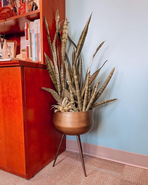 Snake Plant Stand 19