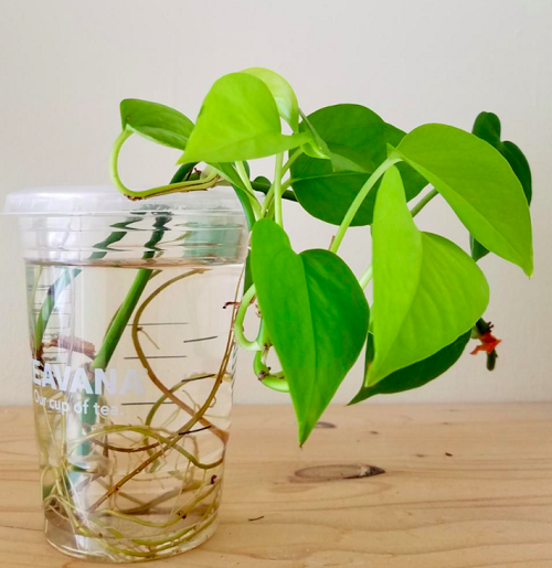 DIY Starbucks Cup Ideas for Plants 10