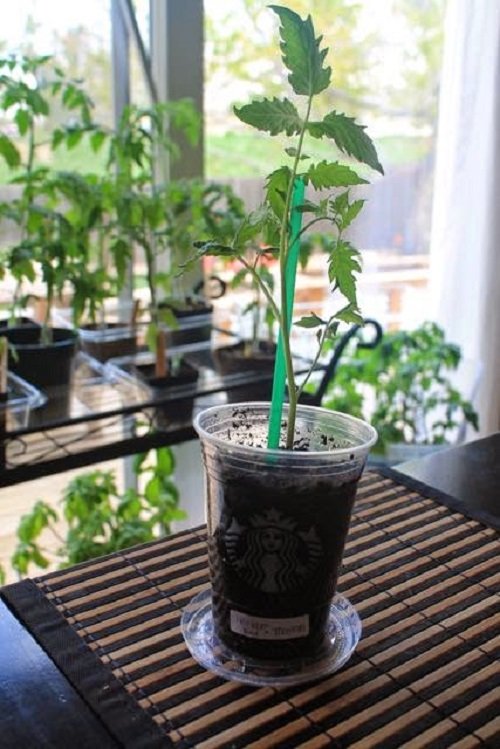 DIY Starbucks Cup Ideas for Plants 4