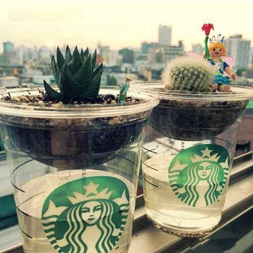 DIY Starbucks Cup Ideas for Plants 6