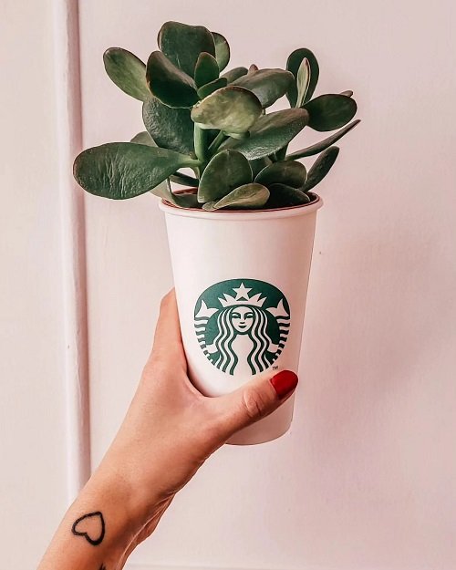 DIY Starbucks Cup Ideas for Plants 14