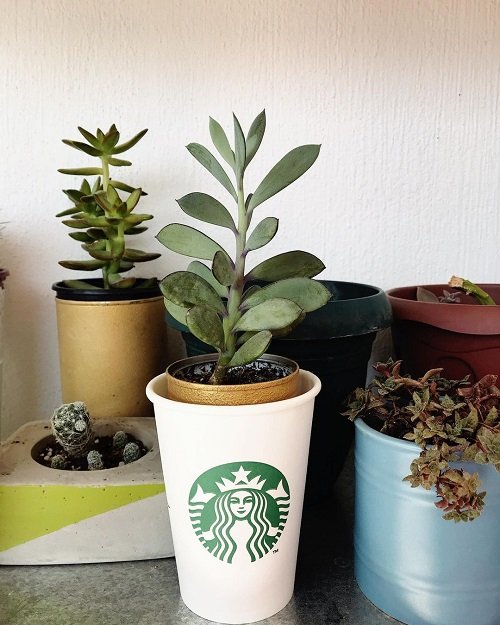DIY Starbucks Cup Ideas for Plants 16