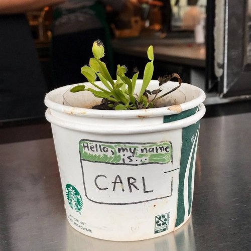 DIY Starbucks Cup Ideas for Plants 18
