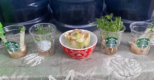 DIY Starbucks Cup Ideas for Plants 20