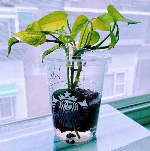 DIY Starbucks Cup Ideas for Plants 22