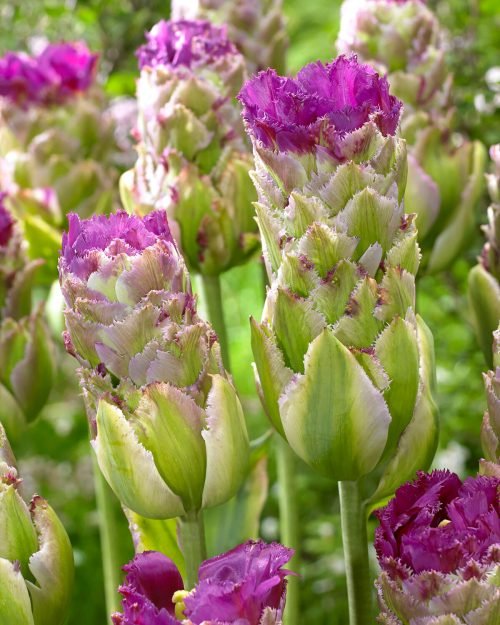 Purple Tulips Varieties 17