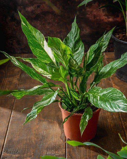 Variegated Peace Lily 7