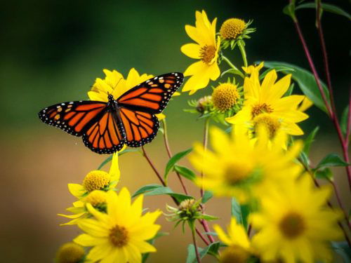 What Does it Mean When You See a Monarch Butterfly
