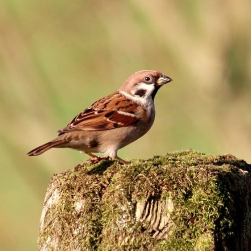  Sparrow 1
