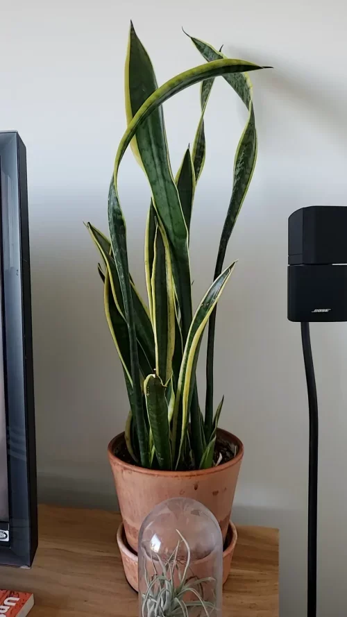 Signs that Show Your Snake Plant Needs Pruning
