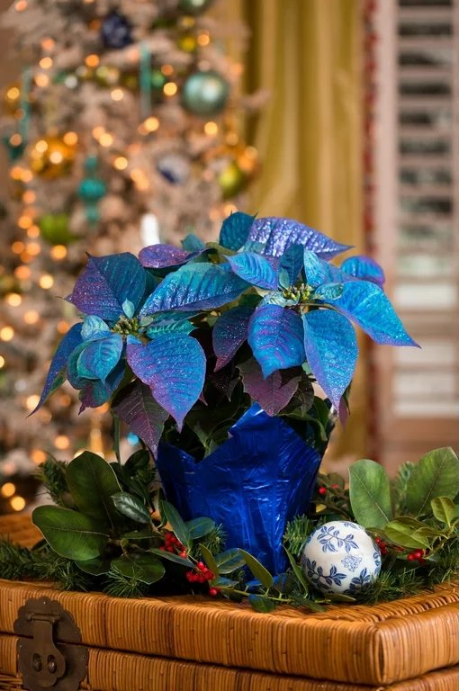 Are Blue Poinsettias Real 2