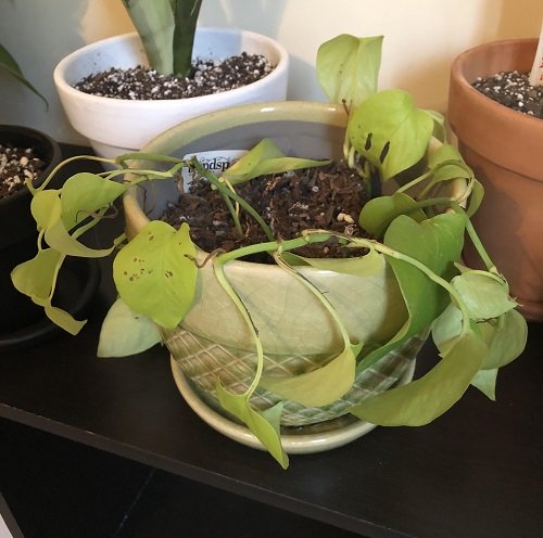 Overwatered Philodendron 3