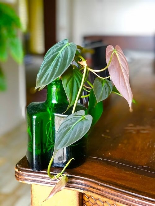 best Amazing Things You Can Do at Home With Philodendrons