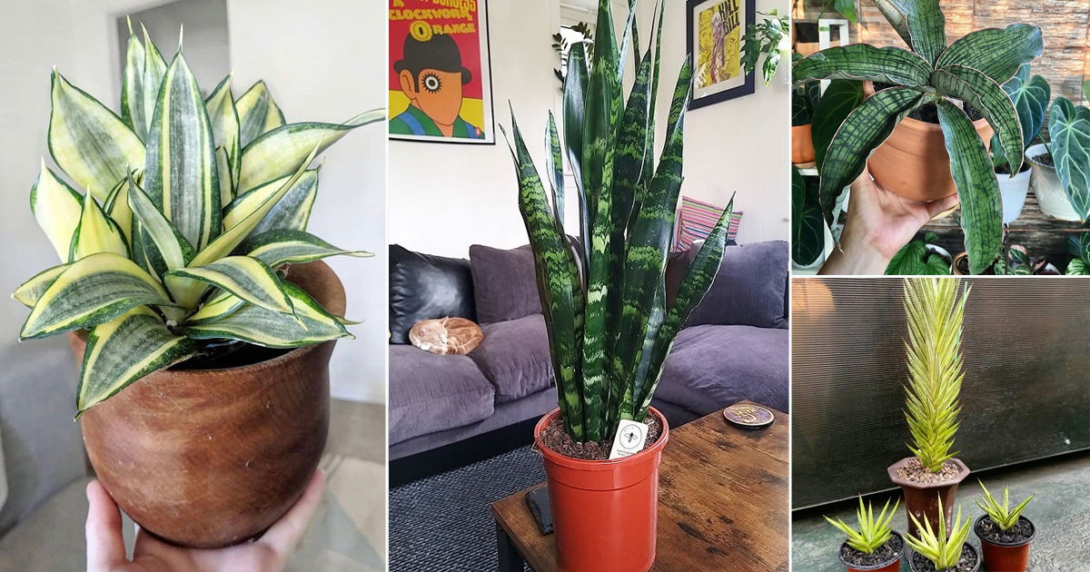 10 Stunning Variegated Snake Plants | Balcony Garden Web