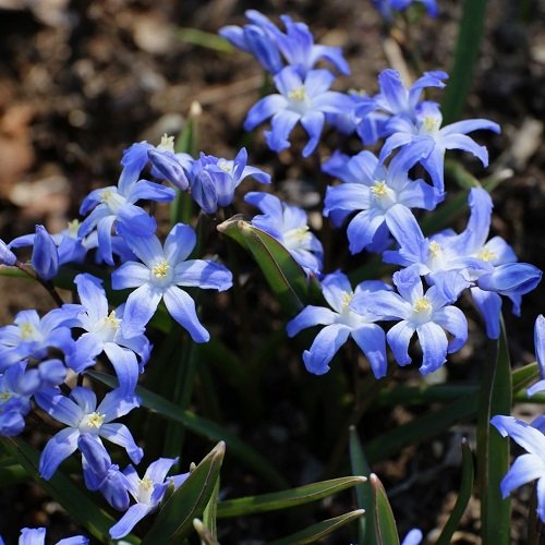Gorgeous Blue Royal Flowers