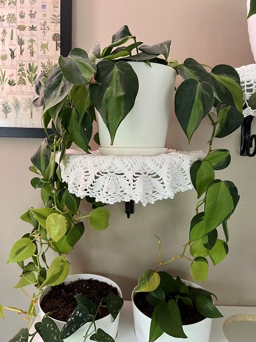 top Amazing Things You Can Do at Home With Philodendrons