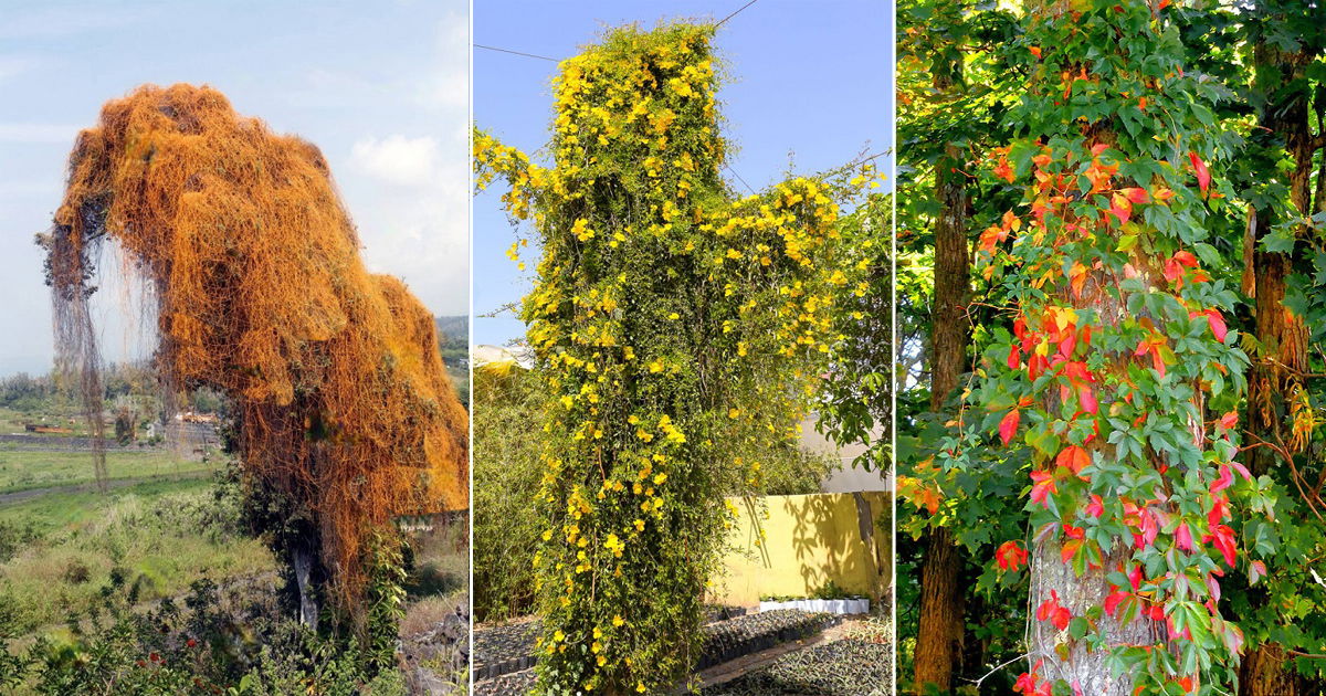 11 Vines that Kill Trees Killer Vines Balcony Garden 