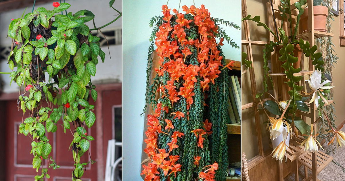 12 Best Indoor Flowering Vines | Balcony Garden Web