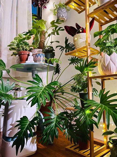 Philodendrons in Home 14
