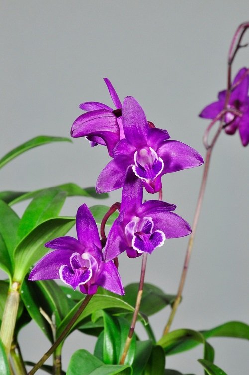 Purple Orchid Varieties 15
