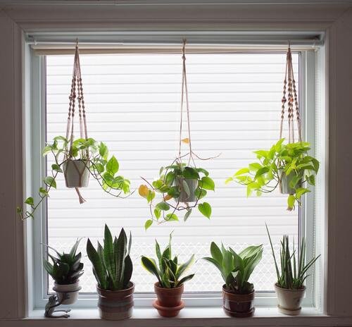 Best Places to Keep a Snake Plant in the House15