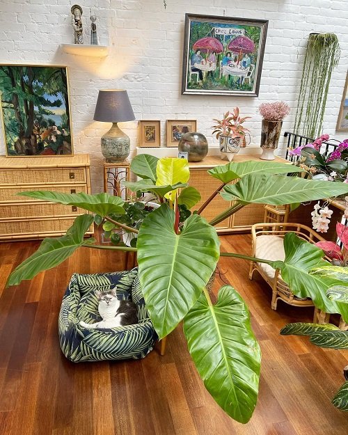Philodendrons in Home 16