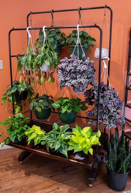 Quirky Ways to Hang Houseplants 16