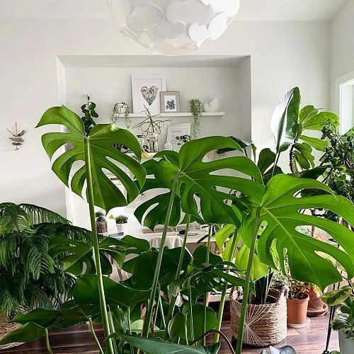 Monstera for Room Partition 1