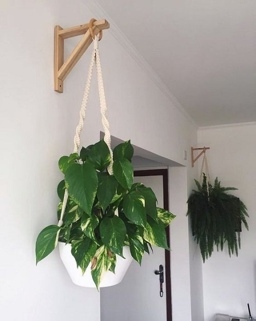 Hang Houseplants in different ways indoor