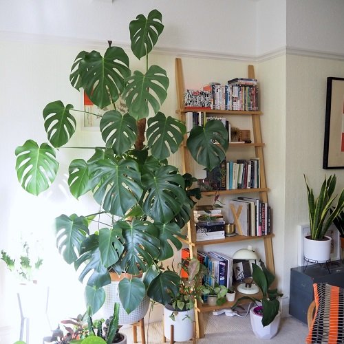Monstera on a Plant Stand