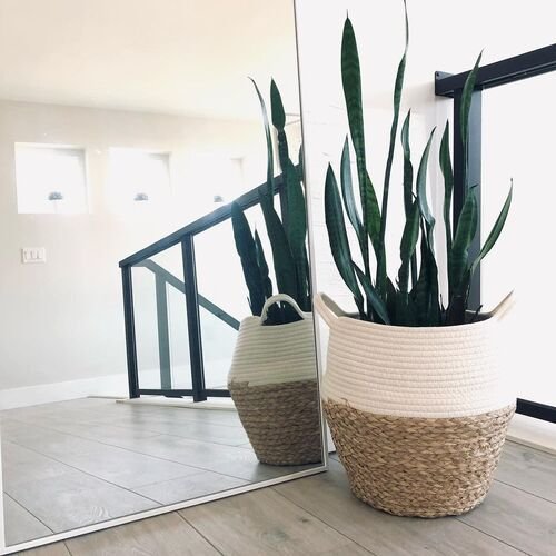 Best Places to Keep a Snake Plant in the House 17