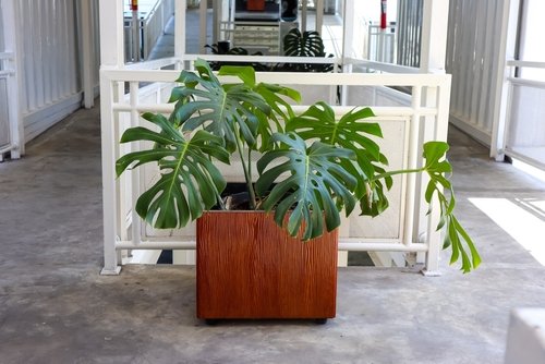 All Eyes on a Monstera