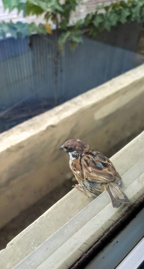 What Does it Mean When a Sparrow Sits by Your Window