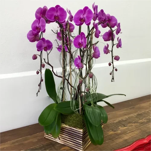 Purple Orchid Varieties 5
