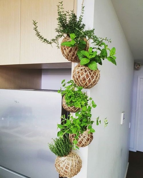 Hang Houseplants in different ways in cocodema pot
