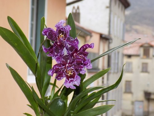 Purple Orchid Varieties 3