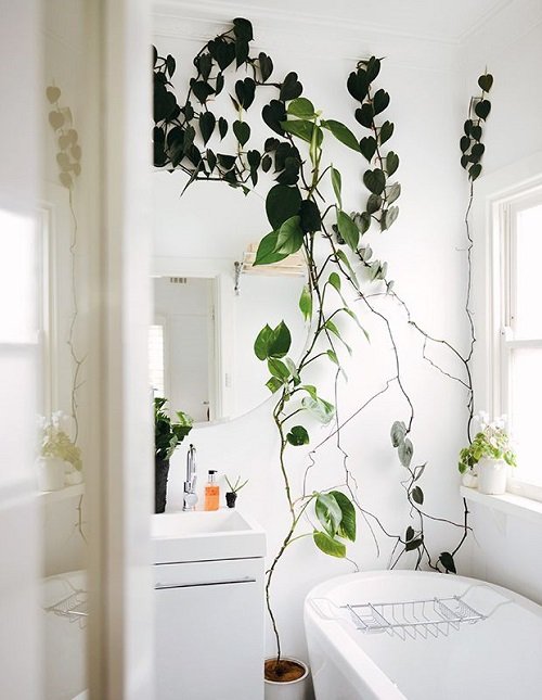 Make a Bathroom Rainforest Oasis with  Philodendrons 