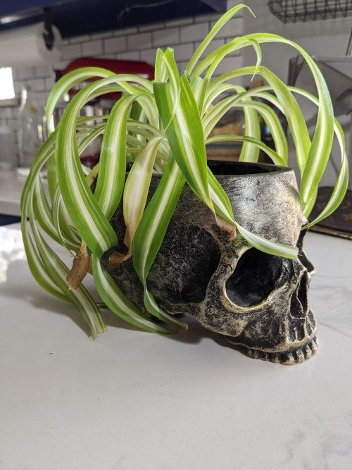 Spider Plant Brown Tips 1
