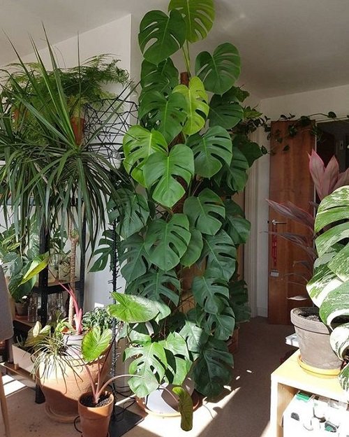 Tall Monstera in the Corner