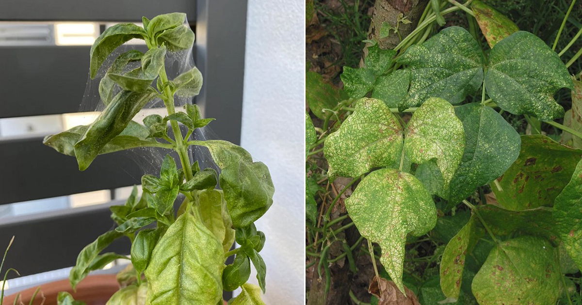 5-early-signs-of-spider-mites-on-plants-prevention-tips-balcony-ga