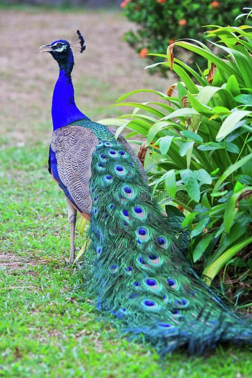 What is the Meaning of Peacock Feathers