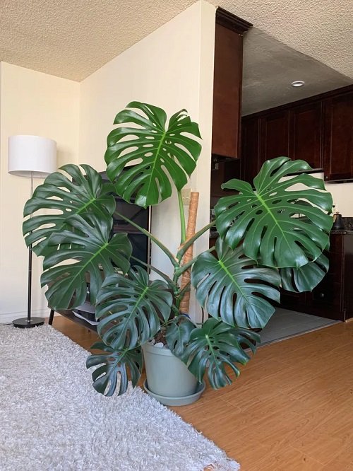 Monstera for Room Partition 9