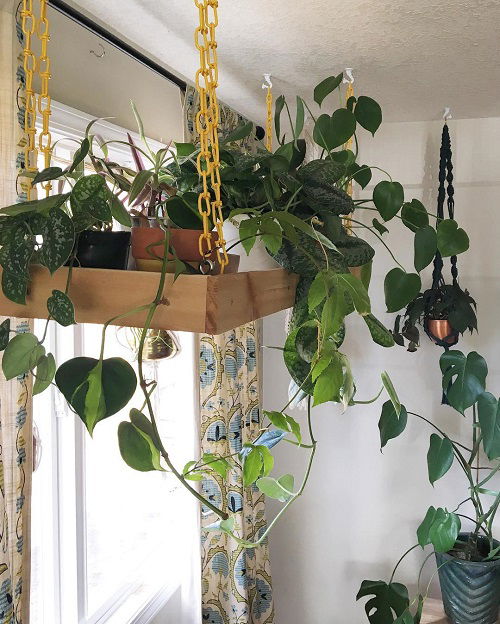 Hang Houseplants in different ways 7