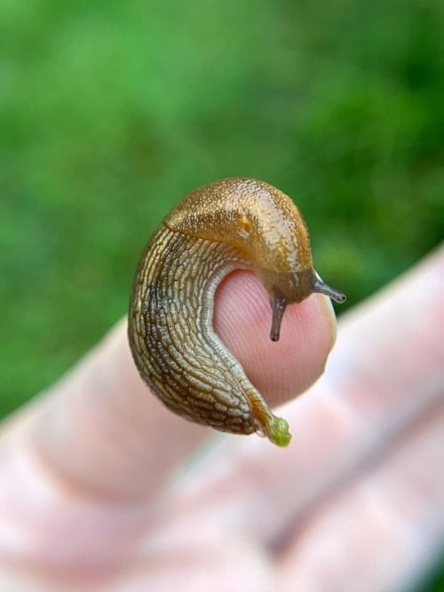 How to Prevent Slugs and Snails in the Garden 