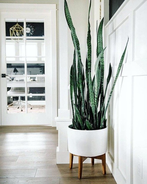 Best Places to Keep a Snake Plant in the House 7