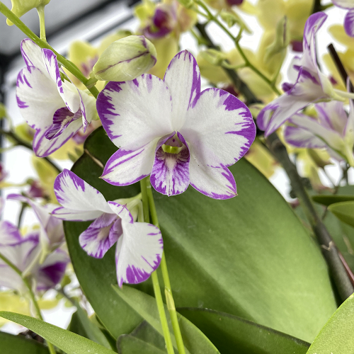 Purple Orchid Varieties 7