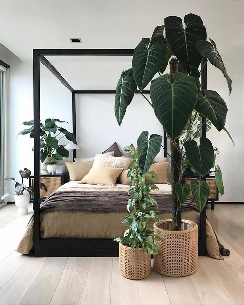 Cool Things You Can Do With Philodendrons in Home