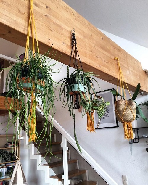 Hang Houseplants in different ways 6