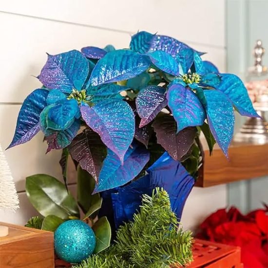 Are Blue Poinsettias Real